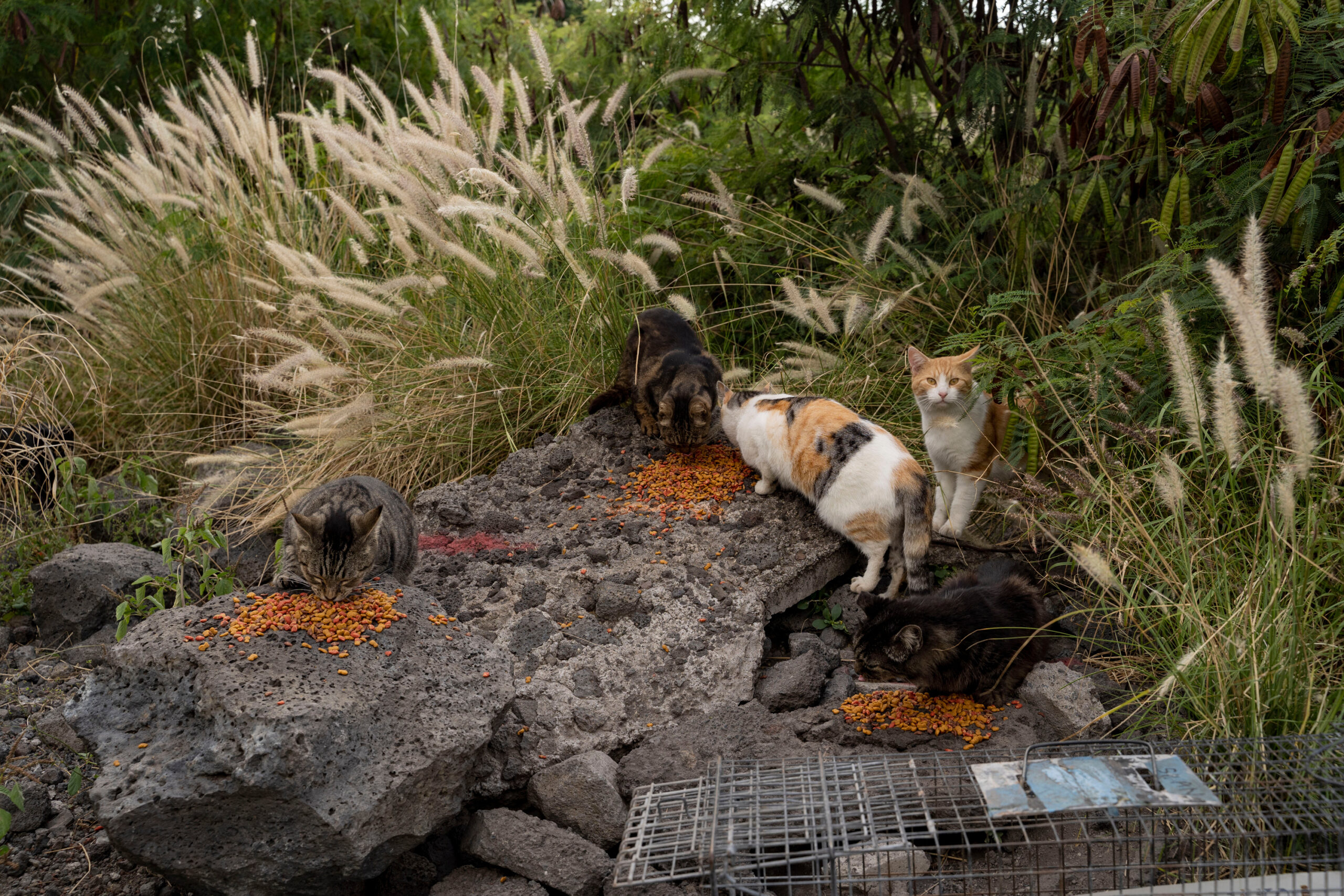 Big Island bans feeding feral cats in an effort to help endangered